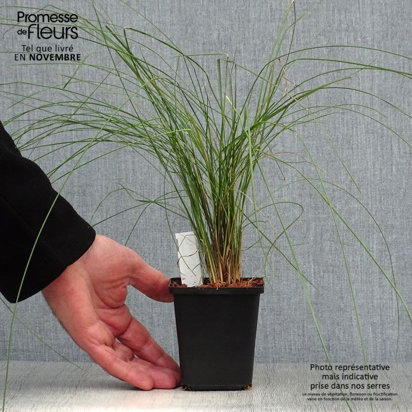 Exemplaar van Muhlenbergia capillaris - Prairiegas Kweekpotje van 8/9 cm zoals geleverd in de herfst