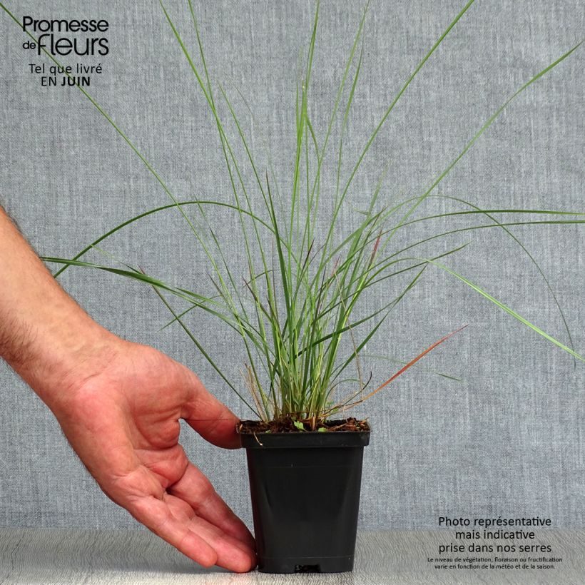 Exemplaar van Muhlenbergia capillaris - Prairiegas Kweekpotje van 8/9 cm zoals geleverd in de zomer