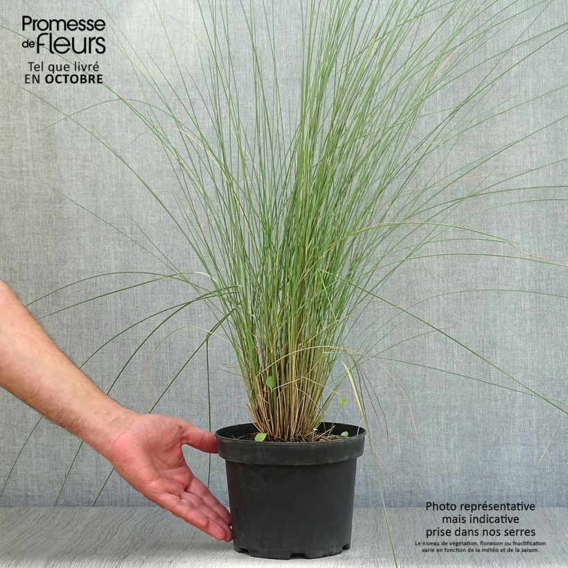 Exemplaar van Muhlenbergia capillaris - Prairiegas Pot van 2 l/3 l zoals geleverd in de herfst