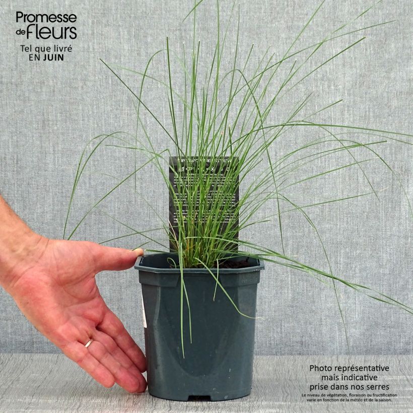Exemplaar van Muhlenbergia capillaris - Prairiegas Pot van 2 l/3 l zoals geleverd in de zomer