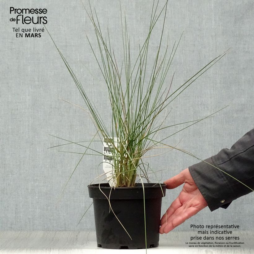 Exemplaar van Muhlenbergia capillaris - Prairiegas Pot van 2 l/3 l zoals geleverd in de lente