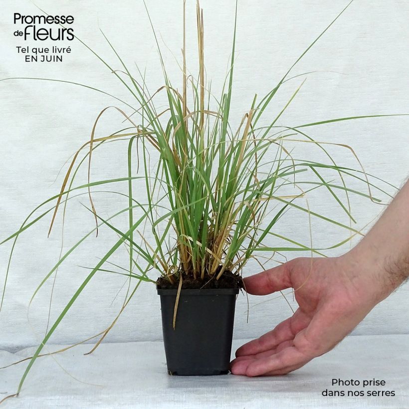 Exemplaar van Muhlenbergia rigens - Prairiegas Kweekpotje van 8/9 cm zoals geleverd in de zomer
