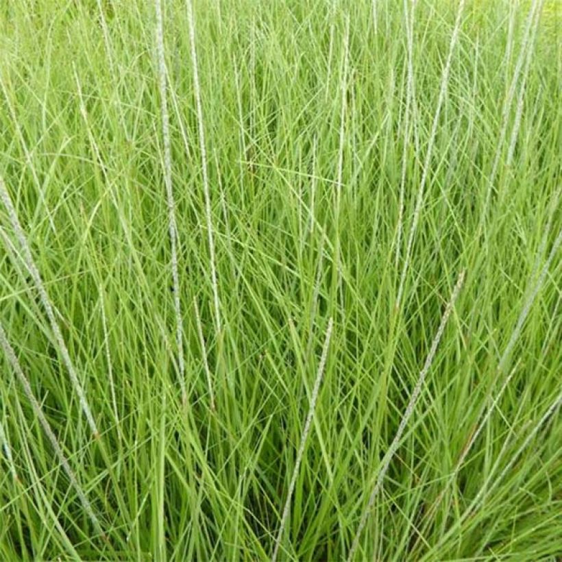Muhlenbergia rigens - Prairiegas (Blad)