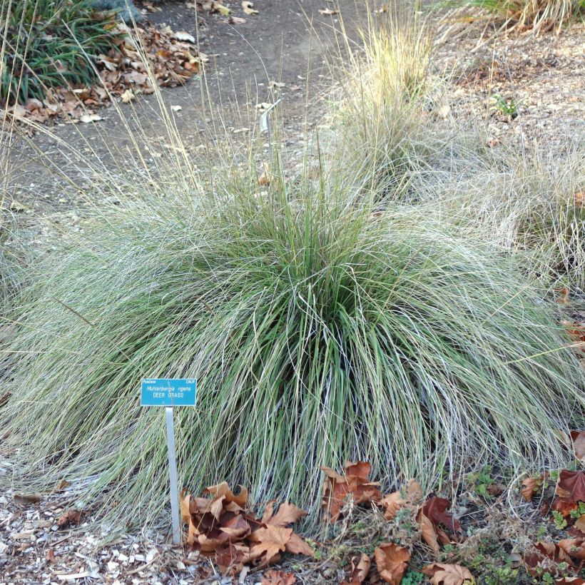 Muhlenbergia rigens - Prairiegas (Groeiplaats)