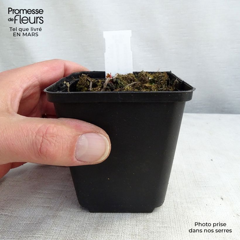 Exemplaar van Mukdenia rossii Crimson Fans - Mukdenia Kweekpotje van 8/9 cm zoals geleverd in de winter