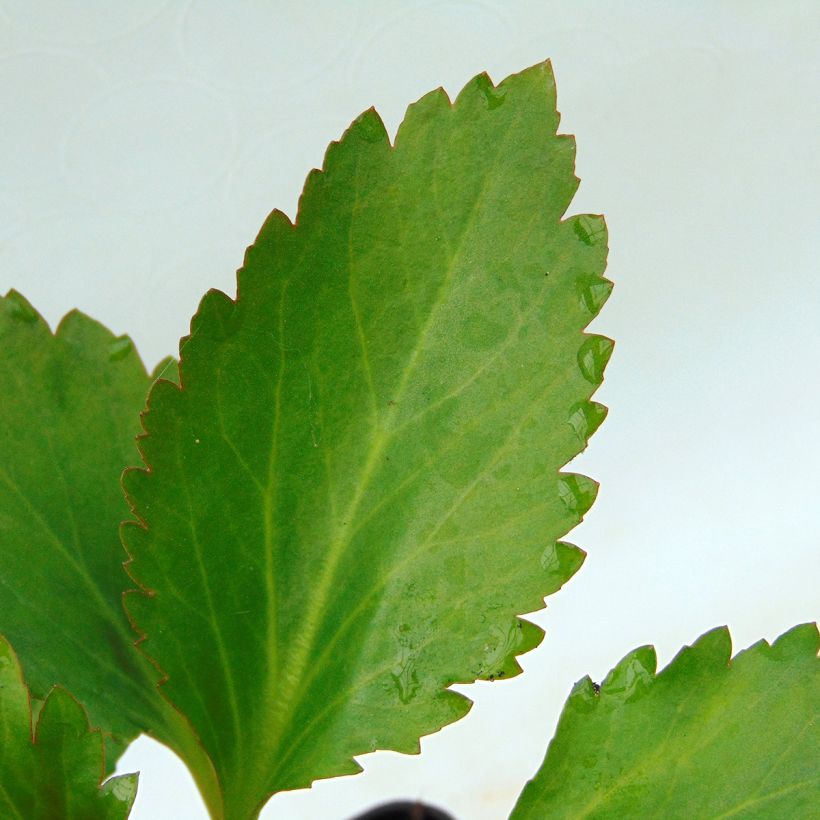 Mukdenia Nova Flame (Blad)