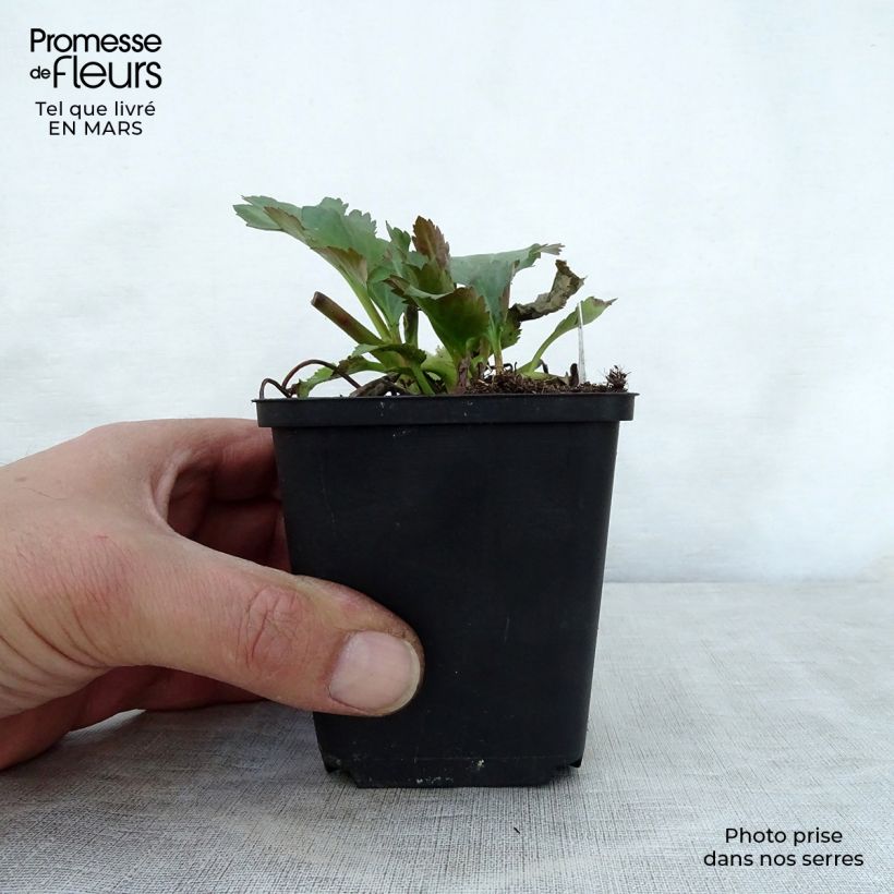 Exemplaar van Mukdenia Nova Flame Kweekpotje van 8/9 cm zoals geleverd in de lente