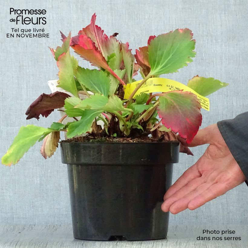 Exemplaar van Mukdenia Nova Flame Pot van 3 l/4 l zoals geleverd in de herfst