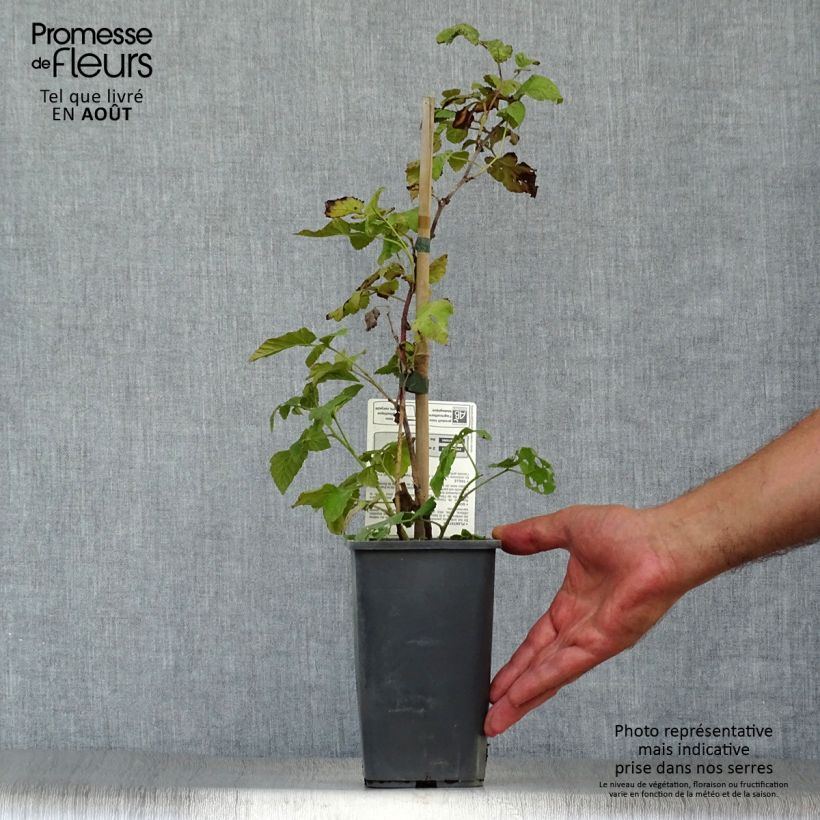 Exemplaar van Taybes Buckingham Tayberry BIO Pot van 1,5 l/2 l zoals geleverd in de zomer
