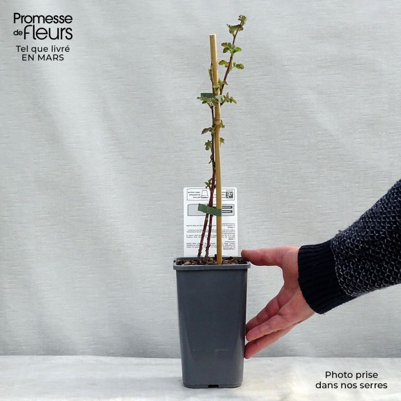 Exemplaar van Taybes Buckingham Tayberry BIO Pot van 1,5 l/2 l zoals geleverd in de lente