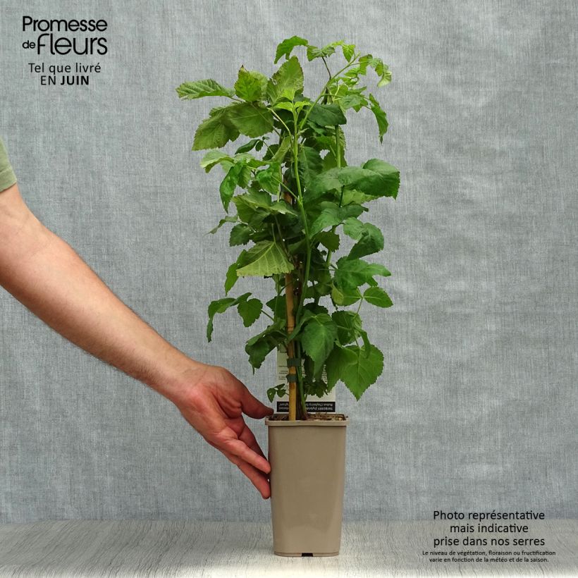 Exemplaar van Taybes Buckingham Tayberry ( bijna geheel doornloos) Pot van 1,5 l/2 l, Pol zoals geleverd in de zomer