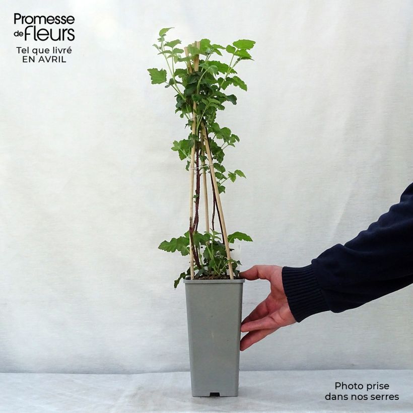 Exemplaar van Taybes Buckingham Tayberry ( bijna geheel doornloos) Pot van 1,5 l/2 l, Pol zoals geleverd in de lente