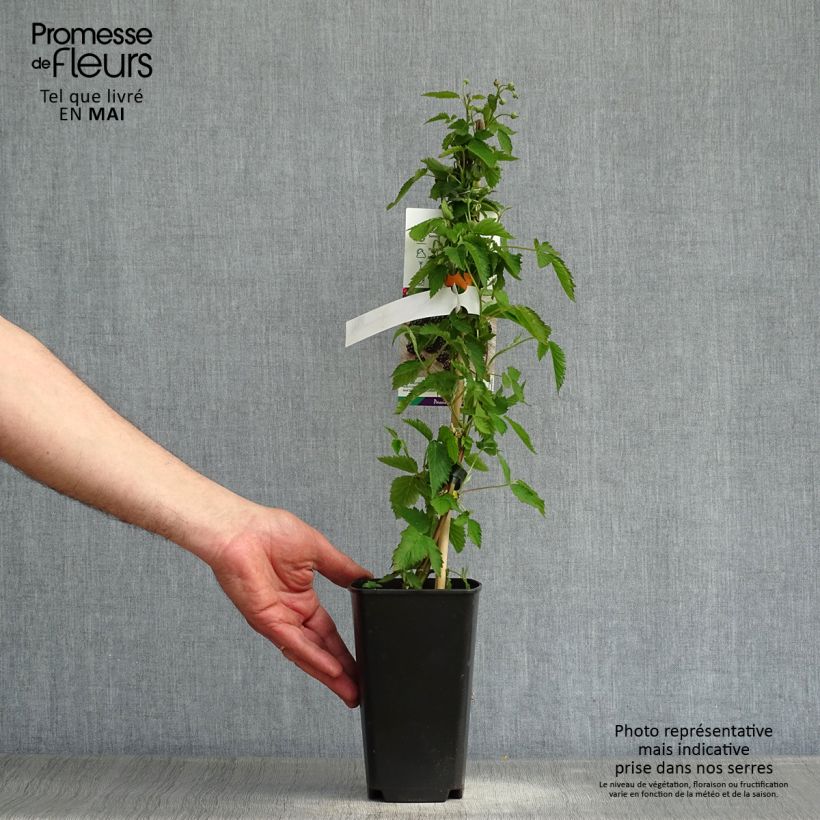 Example of Braam Direttissima Montblanc Pot van 2 l/3 l, Pol as you get in printemps