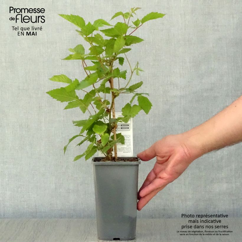 Exemplaar van Braam Dirksen BIO Pot van 1 l/1,5 l zoals geleverd in de lente