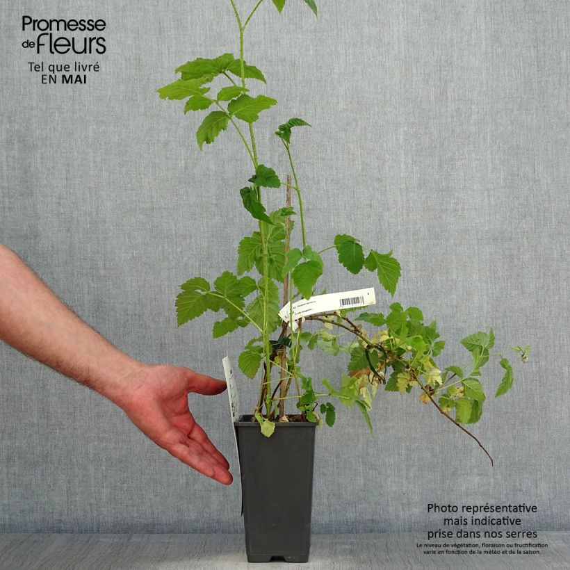 Exemplaar van Frambraam Medana Tayberry Pot van 1,5 l/2 l zoals geleverd in de lente