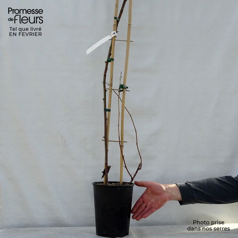 Exemplaar van Braam Reuben (doordragend - draagt op eenjarig hout) Pot van 4 l/5 l, Pol zoals geleverd in de winter