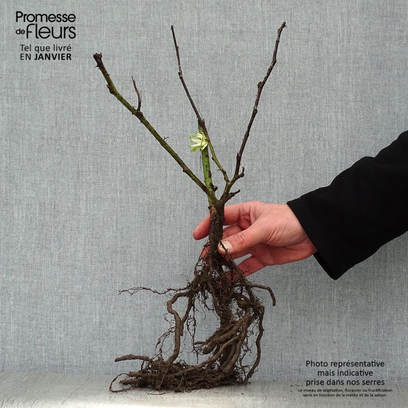 Exemplaar van Braam Reuben (doordragend - draagt op eenjarig hout) Naakte wortel zoals geleverd in de winter