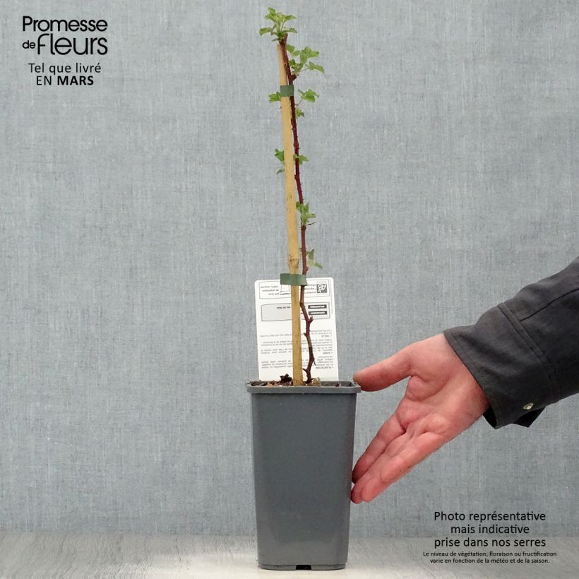 Exemplaar van Braam Dorman Red BIO Pot van 1,5 l/2 l zoals geleverd in de lente