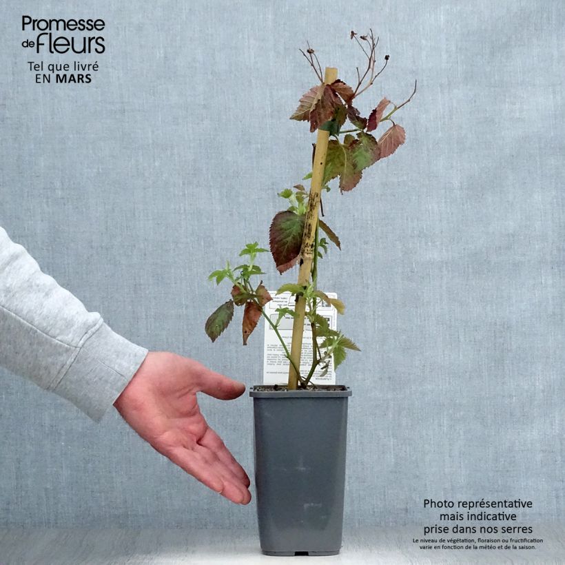 Example of Braam Little Black Prince Pot van 1,5 l/2 l, Pol as you get in printemps