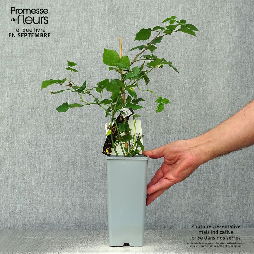 Exemplaar van Braam Black Cascade Pot van 2 l/3 l, Pol zoals geleverd in de herfst