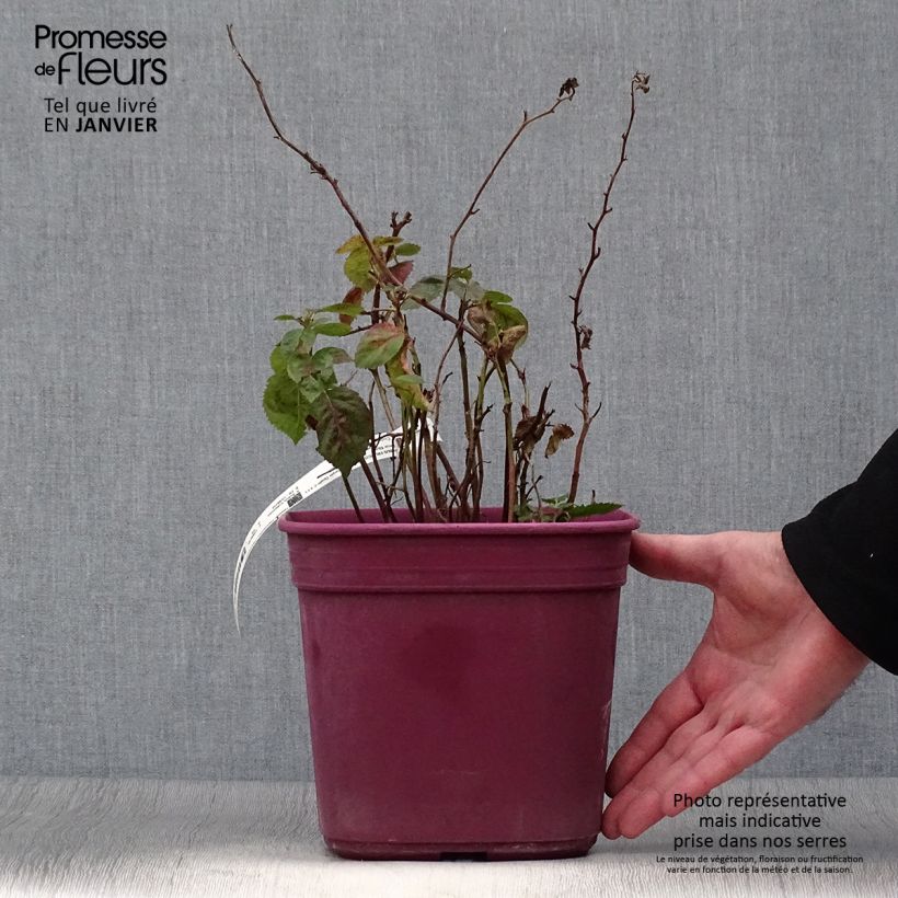 Exemplaar van Doornloze dwergbraam Purple Opal Pot van 4 l/5 l zoals geleverd in de winter