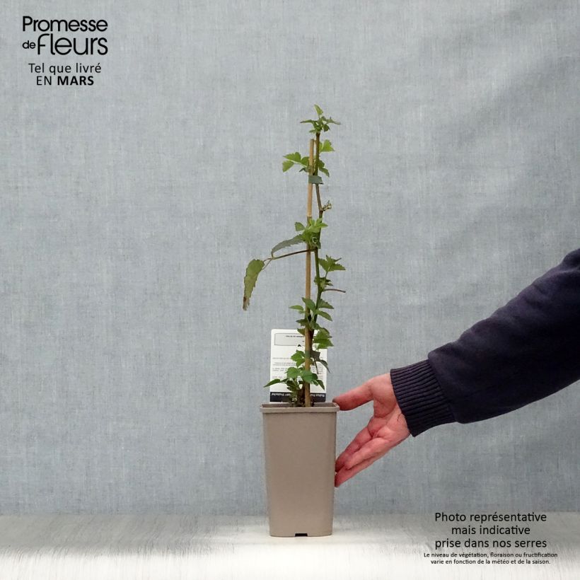 Exemplaar van Suikerbraam Asterina Pot van 1,5 l/2 l zoals geleverd in de lente