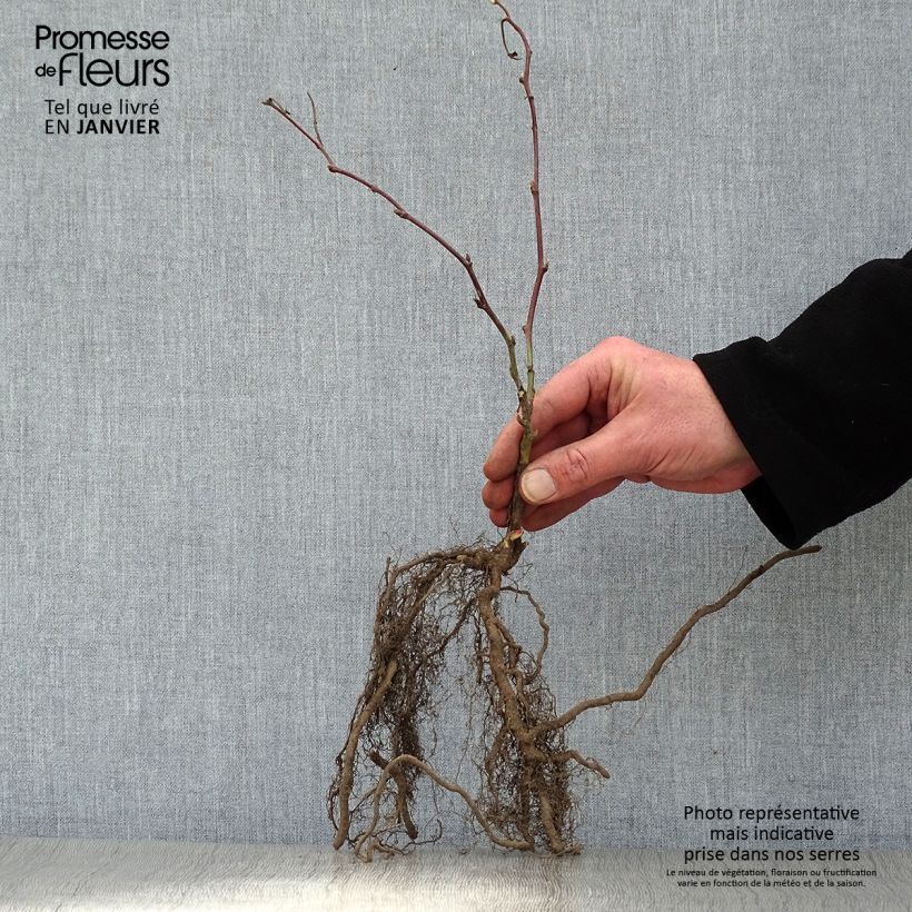 Example of Doornloze braam Jumbo Pot van 1,5 l/2 l as you get in hiver