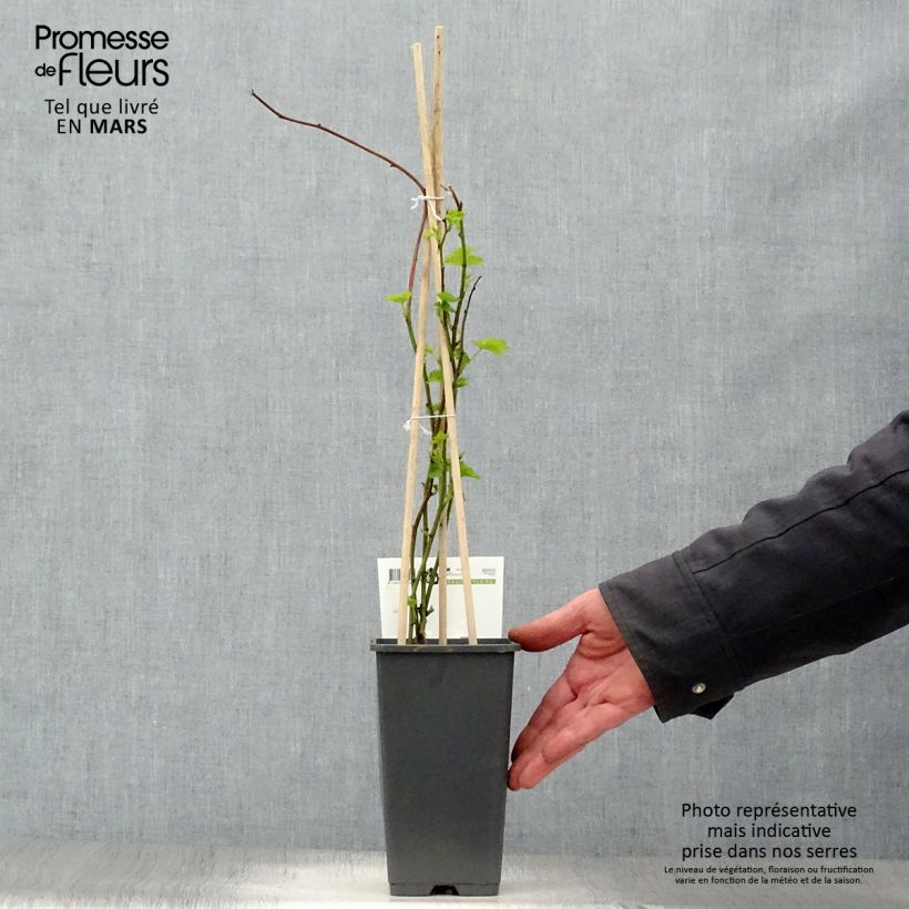 Exemplaar van Doornloze Loganbes Pot van 1,5 l/2 l, Pol zoals geleverd in de lente