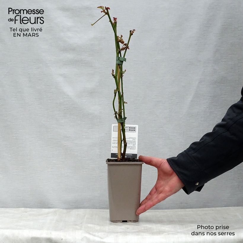 Exemplaar van Doornloze braam Navaho Pot van 1,5 l/2 l, Pol zoals geleverd in de lente