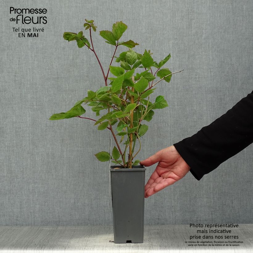 Exemplaar van Doornloze braam Oregon Thornless Pot van 1,5 l/2 l zoals geleverd in de lente