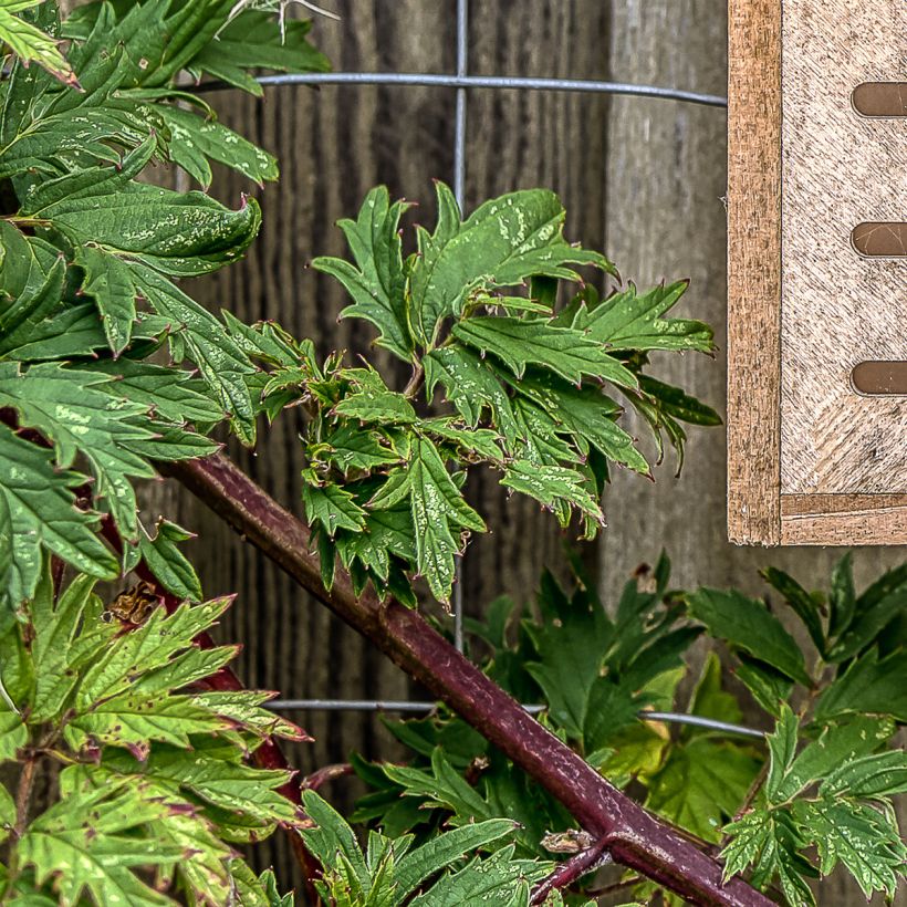 Doornloze braam Thornless Evergreen (Blad)