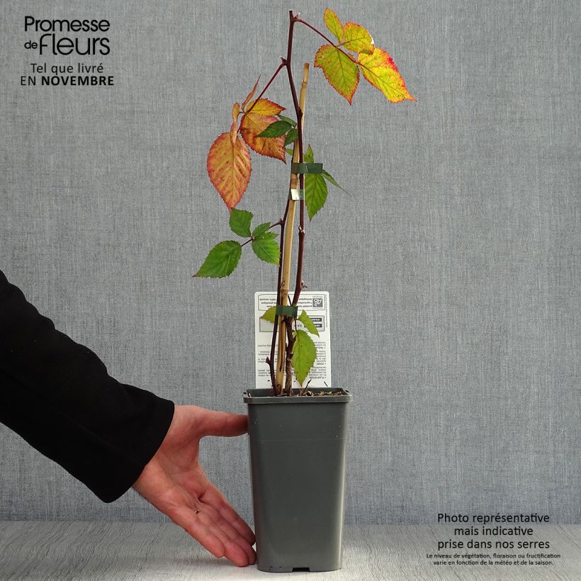 Exemplaar van Doornloze braam Triple Crown BIO Pot van 1,5 l/2 l zoals geleverd in de herfst