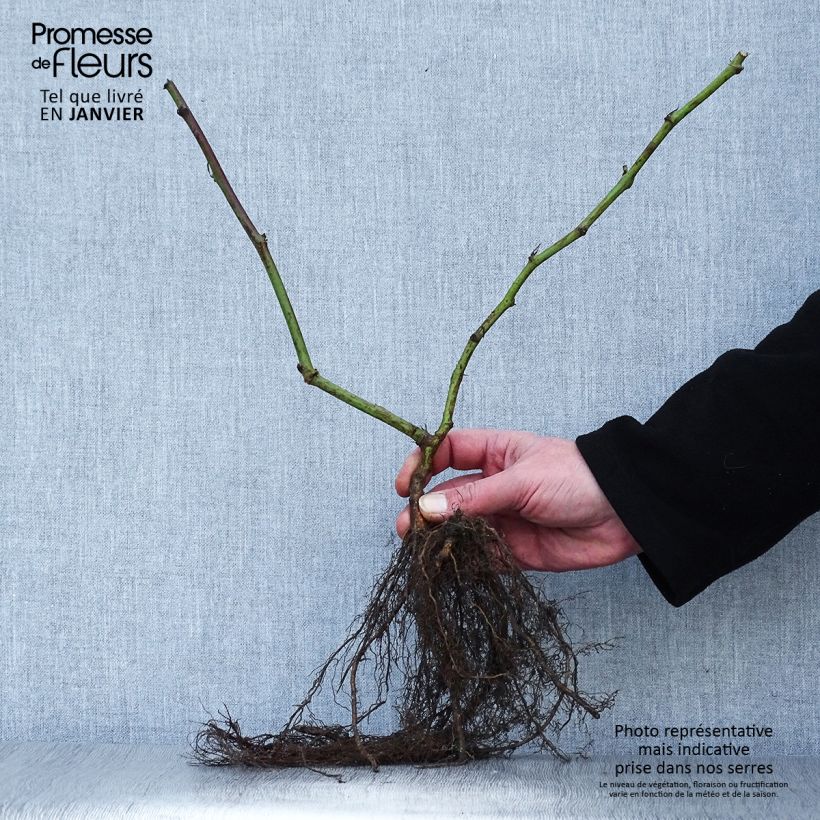 Exemplaar van Doornloze braam Triple Crown Naakte wortel zoals geleverd in de winter