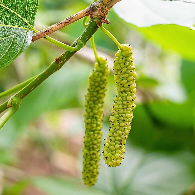 Morus alba var. laevigata King's White - Witte moerbei (Oogst)