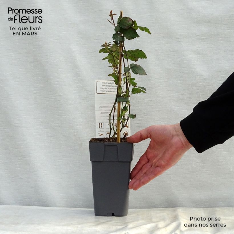 Example of Boysenbes Pot van 1,5 l/2 l as you get in printemps