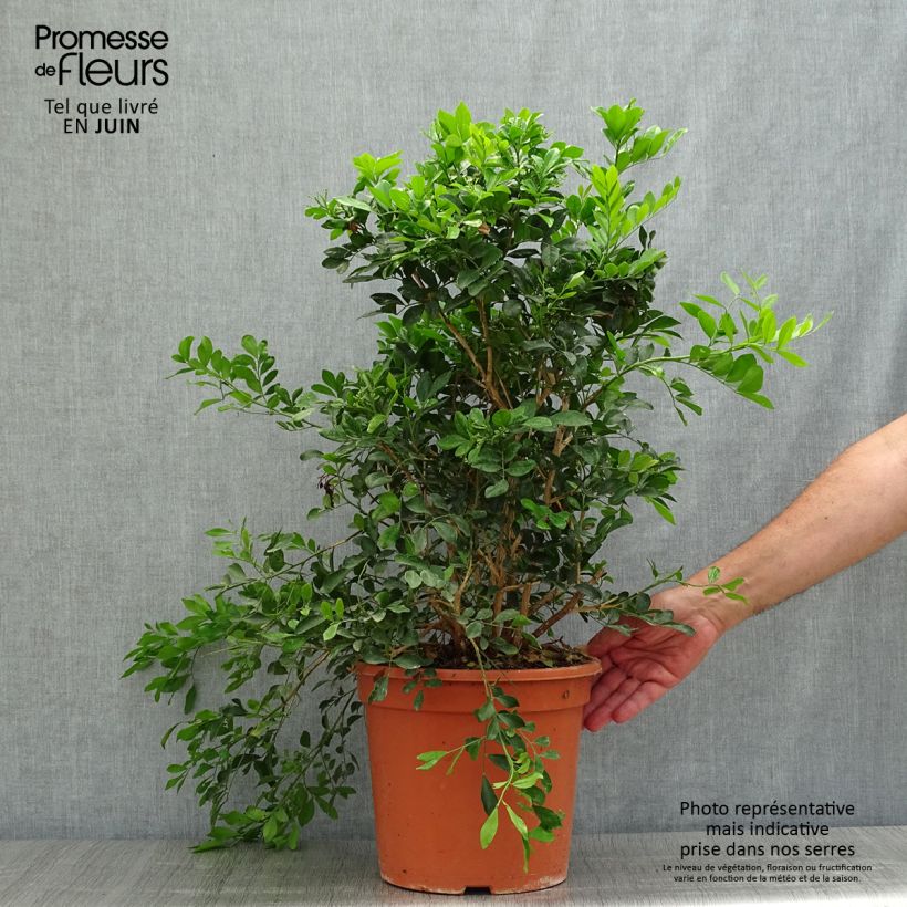 Exemplaar van Murraya paniculata - Oranjejasmijn Pot van 3 l/4 l zoals geleverd in de zomer