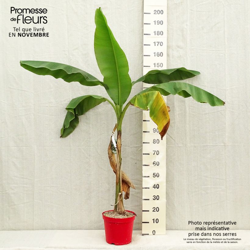 Exemplaar van Musa basjoo - Japanse vezelbanaan Pot van 4 l/5 l zoals geleverd in de herfst