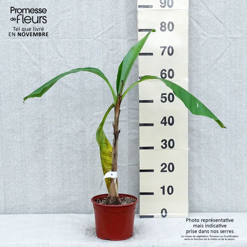 Exemplaar van Musa basjoo - Japanse vezelbanaan Pot van 1,5 l/2 l zoals geleverd in de herfst