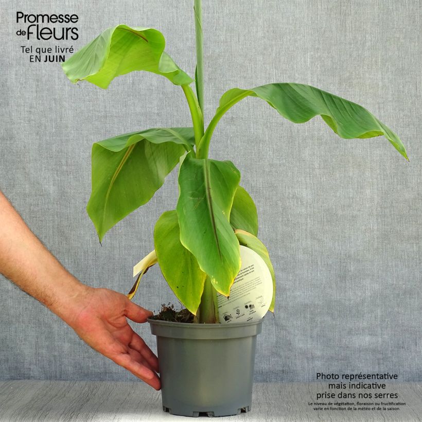 Exemplaar van Musa basjoo - Japanse vezelbanaan Pot van 1,5 l/2 l zoals geleverd in de zomer