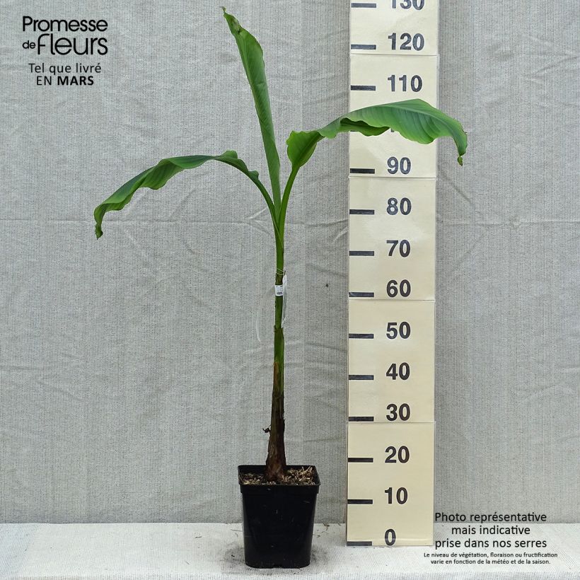 Example of Musa basjoo Sakhalin - Japanse vezelbanaan Pot van 4 l/5 l as you get in printemps