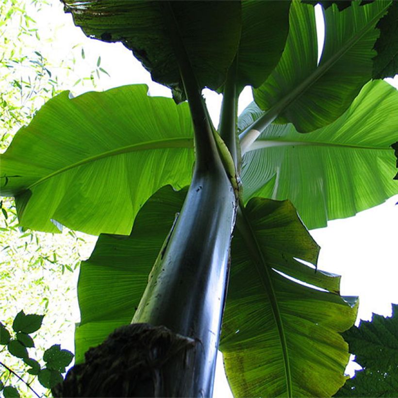 Musa basjoo Sakhalin - Japanse vezelbanaan (Plant habit)
