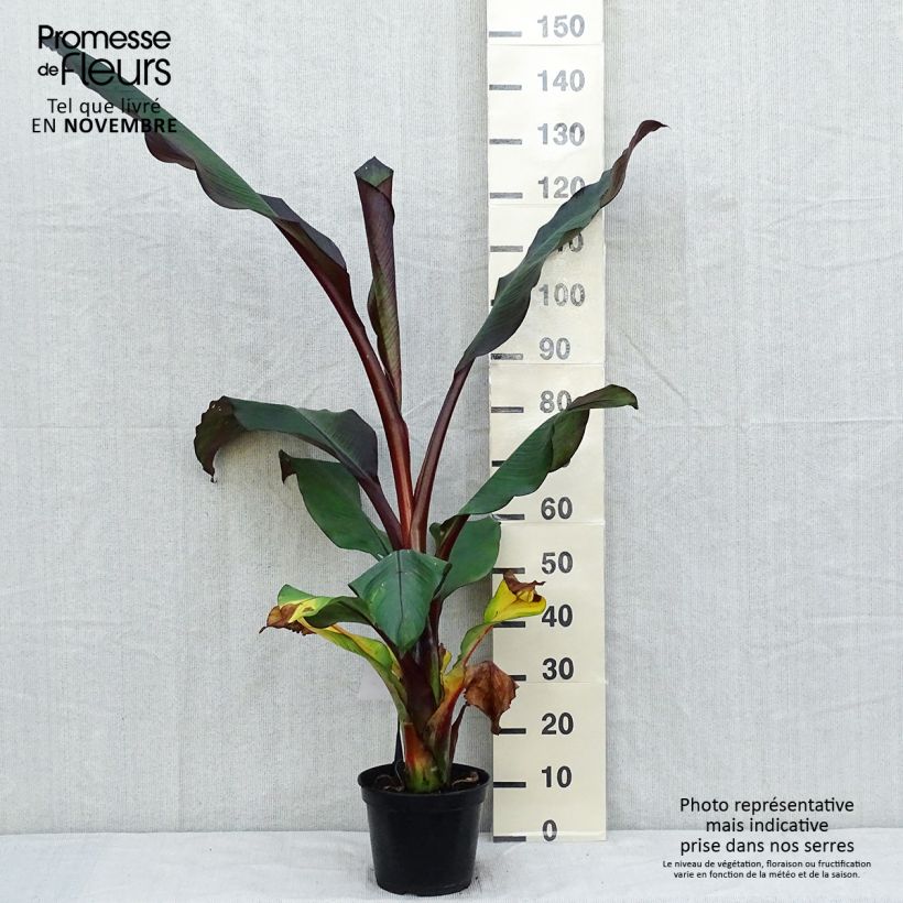 Exemplaar van Ensete ventricosum Maurelii - Ethiopische banaan Pot van 7,5 l/10 l zoals geleverd in de herfst