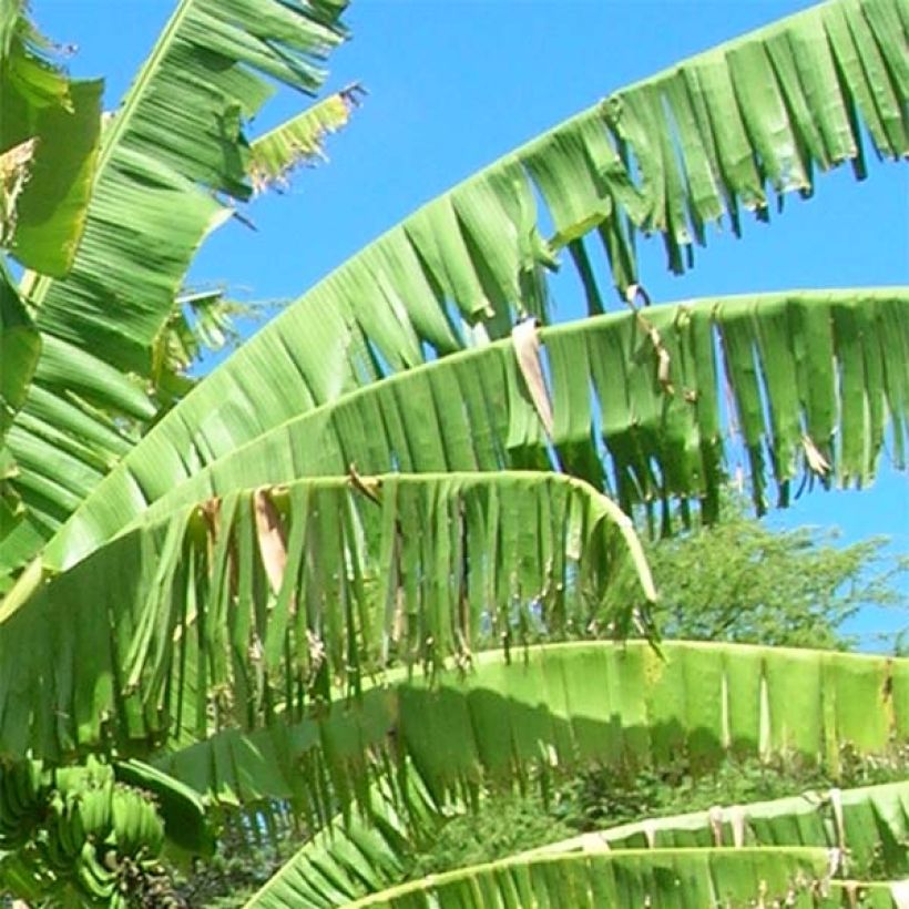 Musa itinerans Mekong Giant - Wandelende banaan (Blad)