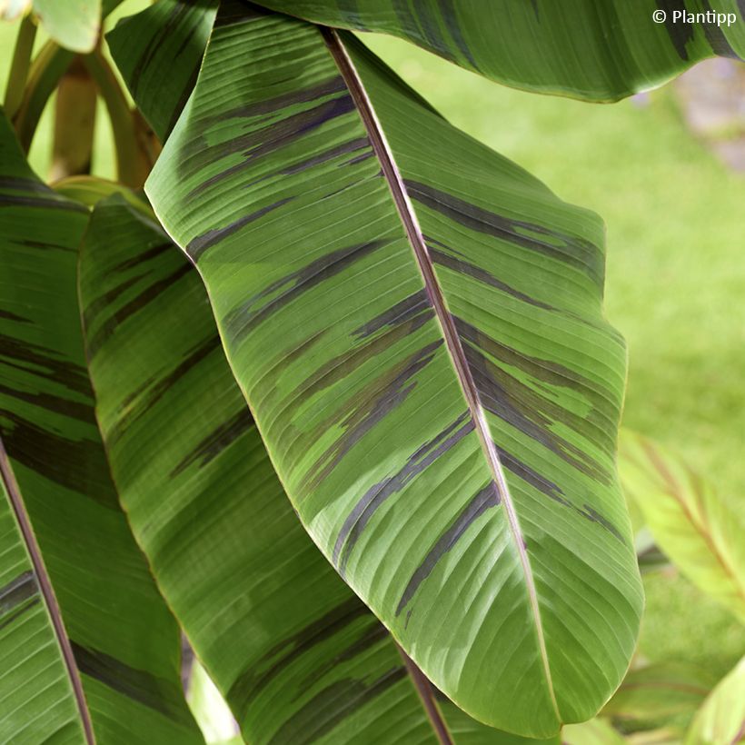 Musa sikkimensis Ever Red - Darjeeling-banaan (Blad)