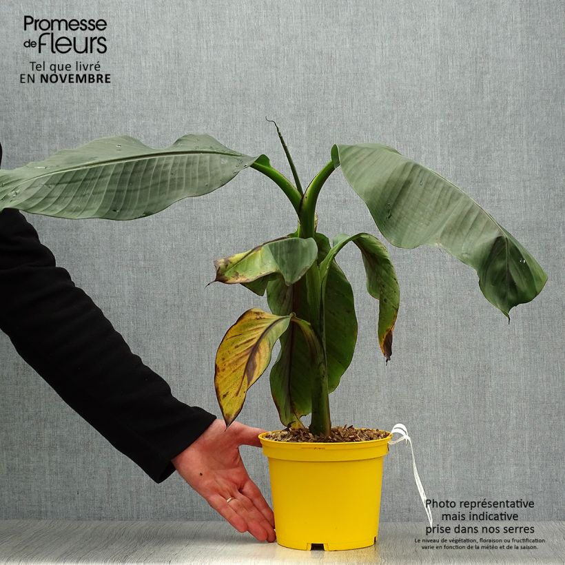 Exemplaar van Musa sikkimensis Red Tiger - Darjeeling-banaan Pot van 3 l/4 l zoals geleverd in de herfst