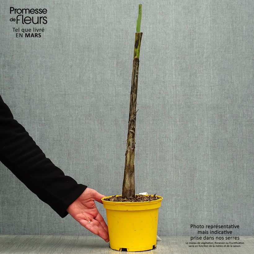 Example of Musa sikkimensis Red Tiger - Darjeeling-banaan Pot van 3 l/4 l as you get in printemps