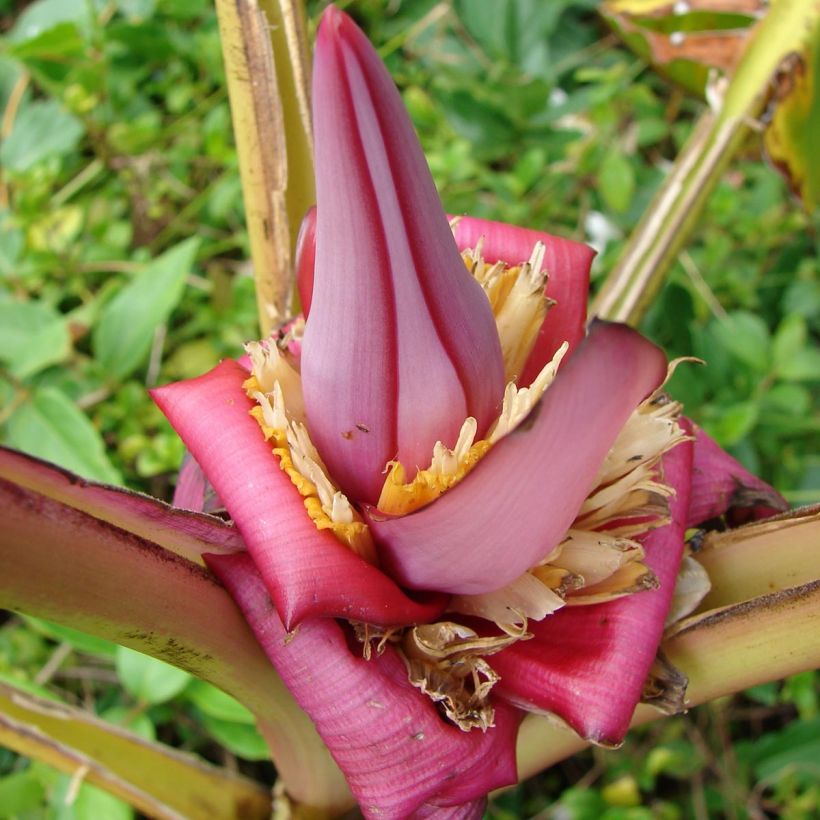 Musa velutina - Roze dwergbanaan (Bloei)