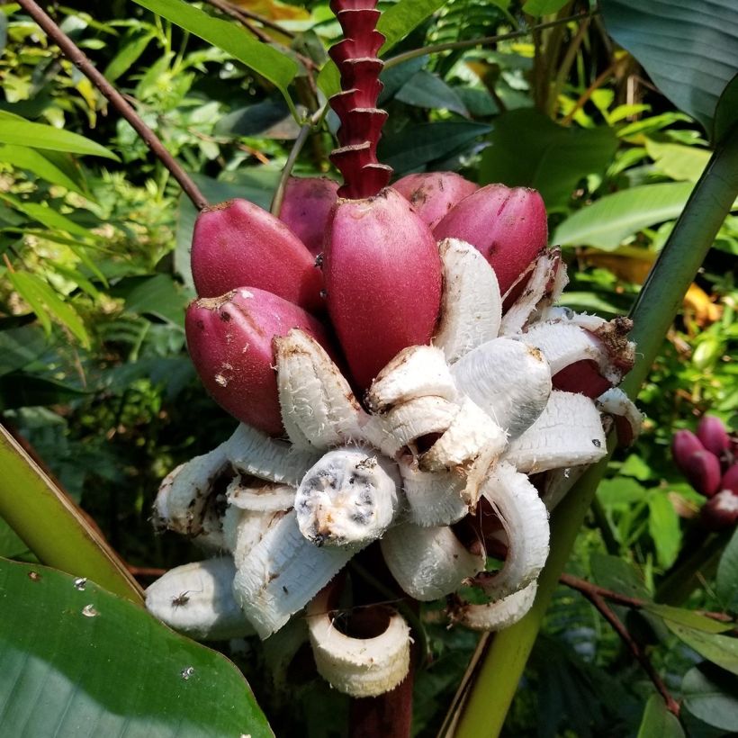 Musa velutina - Roze dwergbanaan (Oogst)