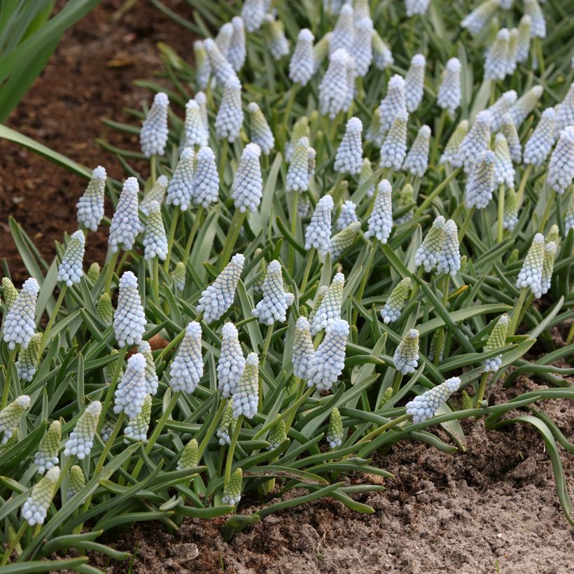 Muscari Baby's Breath - Wilde druifhyacint (Groeiplaats)