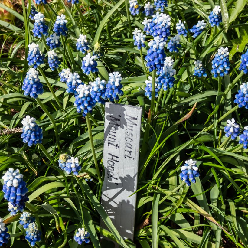 Muscari Mount Hood - Blauwe druifjes (Groeiplaats)
